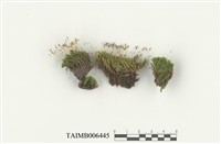 藏品(合睫苔)的圖片